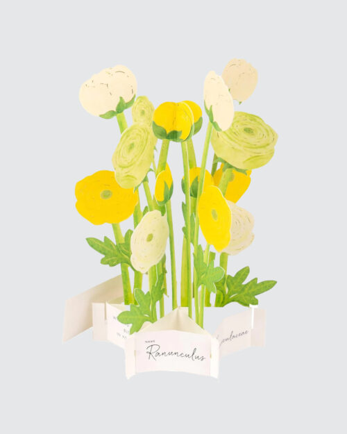 Ranunculus Kortti